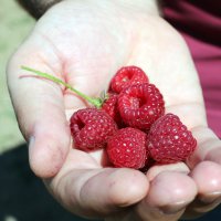 Ahududu fidanları Büyükşehir’den  