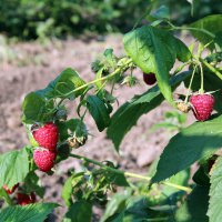 Ahududu fidanları Büyükşehir’den  