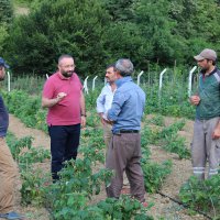 Ahududu fidanları Büyükşehir’den  