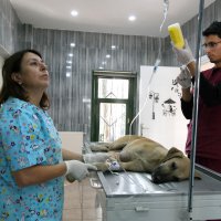 Yaralı köpeğe Büyükşehir şefkati 