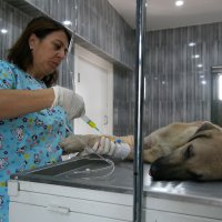 Yaralı köpeğe Büyükşehir şefkati 