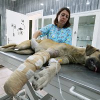 Yaralı köpeğe Büyükşehir şefkati 