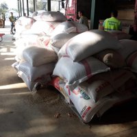 Buğdayın atası Bursa’da üretilecek 