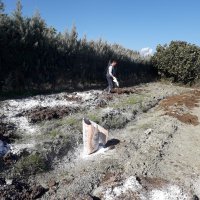 Sinekle mücadeleye devam 