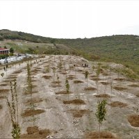 Büyükşehir’den fidan dikim seferberliği 