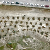 Büyükşehir’den fidan dikim seferberliği 