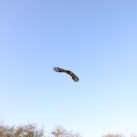 Yaralı şahin özgürlüğüne uçtu 