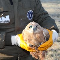 Yaralı şahin özgürlüğüne uçtu 