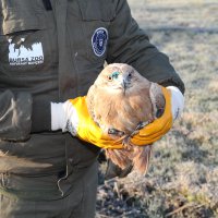 Yaralı şahin özgürlüğüne uçtu 