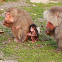 İlk karne hediyesi Büyükşehir’den 