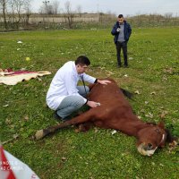 Ölüme terk edilen at hayata tutundu 