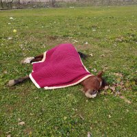 Ölüme terk edilen at hayata tutundu 