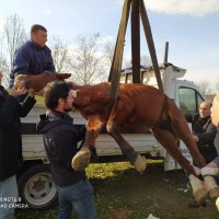 Ölüme terk edilen at hayata tutundu 