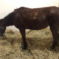 Ölüme terk edilen at hayata tutundu 