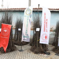 Harmancık tarımda ayva ile markalaşacak  