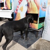 Can dostlarımız sahipsiz değil  