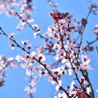 Bursa'da erik ve bademler çiçek açtı 