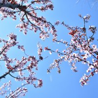 Bursa'da erik ve bademler çiçek açtı 