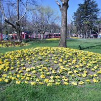 Bursa'da erik ve bademler çiçek açtı 