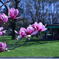 Bursa'da erik ve bademler çiçek açtı 