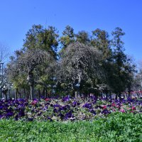 Bursa'da erik ve bademler çiçek açtı 