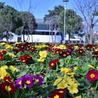 Bursa'da erik ve bademler çiçek açtı 