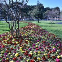 Bursa'da erik ve bademler çiçek açtı 