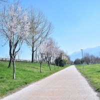 Bursa'da erik ve bademler çiçek açtı 