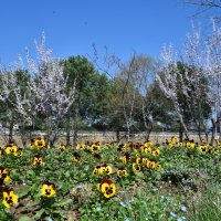Bursa'da erik ve bademler çiçek açtı 