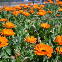 Bursa'da erik ve bademler çiçek açtı 