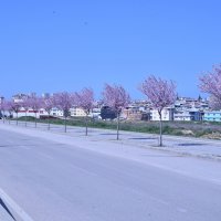 Bursa'da erik ve bademler çiçek açtı 