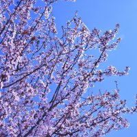 Bursa'da erik ve bademler çiçek açtı 