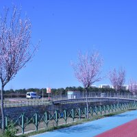 Bursa'da erik ve bademler çiçek açtı 