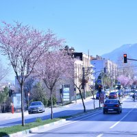 Bursa'da erik ve bademler çiçek açtı 