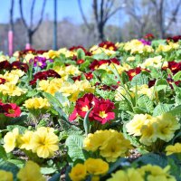 Bursa'da erik ve bademler çiçek açtı 