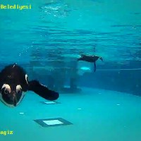 Hayvanat Bahçesini evden ziyaret 