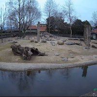 Hayvanat Bahçesini evden ziyaret 