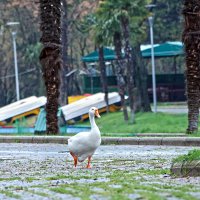 Bursa’da parklar sağlık için kapatıldı 