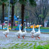 Bursa’da parklar sağlık için kapatıldı 