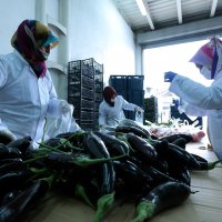 Mutfakta pazarda markette, Büyükşehir sizinle  