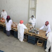 Büyükşehir halden anlar  