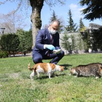 Sokak hayvanları Büyükşehir güvencesinde  