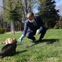 Sokak hayvanları Büyükşehir güvencesinde  