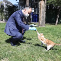 Sokak hayvanları Büyükşehir güvencesinde  