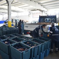 Büyükşehir’den 1500 aileye gıda yardımı  