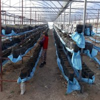 Çiftçiye destek sürüyor 