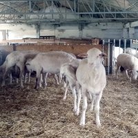 Büyükşehir’den hayvancılığa destek  