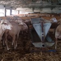 Büyükşehir’den hayvancılığa destek  
