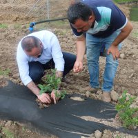 Büyükşehir çiftçinin yanında 