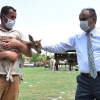 Penguen ailesinde yavru sevinci 